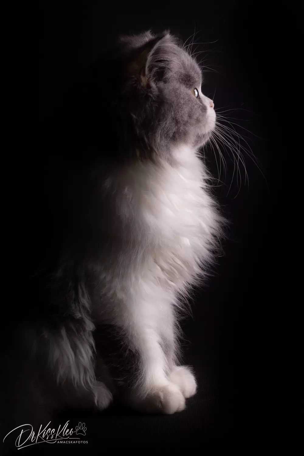 Apollo2